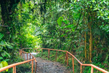 San Cipriano, Buenaventura, Valle del Cauca, Kolombiya 'da canlı yeşilliklerle çevrili sakin bir yol doğanın güzelliğini gözler önüne seriyor..
