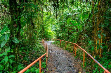 San Cipriano, Valle del Cauca, Kolombiya 'nın yemyeşil yeşilliklerini keşfedin. Bu canlı bitki örtüsüyle çevrili doğa yolunda..