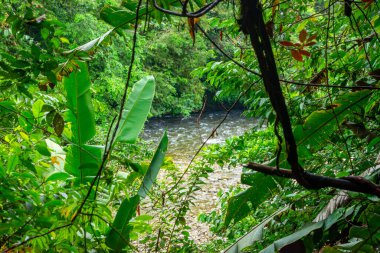 San Cipriano, Buenaventura, Valle del Cauca, Kolombiya 'da yemyeşil bir nehir manzarası.