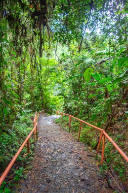 San Cipriano 'nun yoğun yeşilliklerinden geçen manzaralı bir patika, Kolombiya' nın Valle del Cauca 'daki canlı doğasını gözler önüne seriyor..