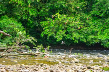 San Cipriano, Valle del Cauca, Kolombiya 'daki sakin bir nehir kıyısı sahnesinde canlı yeşillikler ve akan sular sergileniyor..