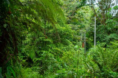 San Cipriano, Buenaventura, Valle del Cauca, Kolombiya 'da yoğun yeşilliklerle çevrili canlı ve gür bir orman yolu..