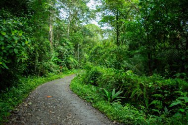 San Cipriano 'nun, Buenaventura' nın, Valle del Cauca 'nın, Kolombiya' nın verimli yeşilliklerinden geçen sakin bir patika doğanın güzelliğini gözler önüne seriyor..