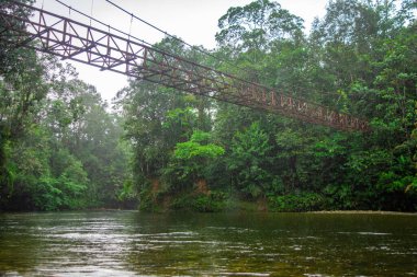 San Cipriano, Valle del Cauca, Kolombiya 'nın canlı yeşilliklerindeki paslı asma köprü doğanın güzelliğini ve sükunetini yansıtıyor..