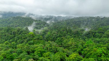San Cipriano, Buenaventura, Valle del Cauca 'daki yoğun yeşil ormanın havadan görünüşü Kolombiya' nın zengin biyolojik çeşitliliğini gösteriyor..