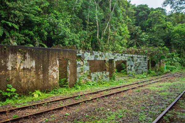 San Cipriano, Valle del Cauca, Kolombiya 'da yoğun yeşilliklerle çevrili eski binaların kalıntıları doğanın ıslah edilişini gözler önüne seriyor..