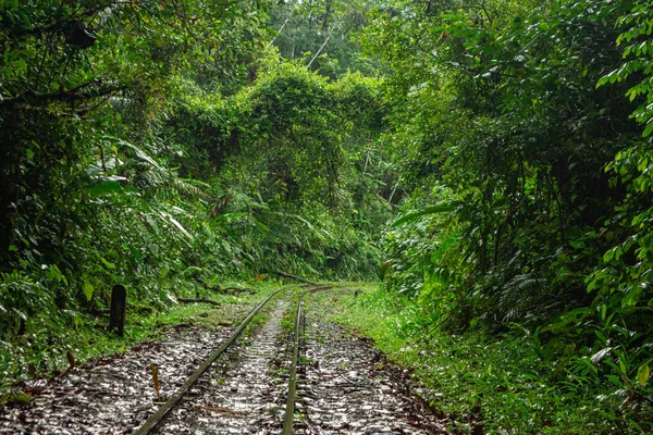 San Cipriano, Buenaventura, Valle del Cauca, Kolombiya 'da yoğun yeşilliklerle çevrili terk edilmiş bir demiryolunun manzarası..