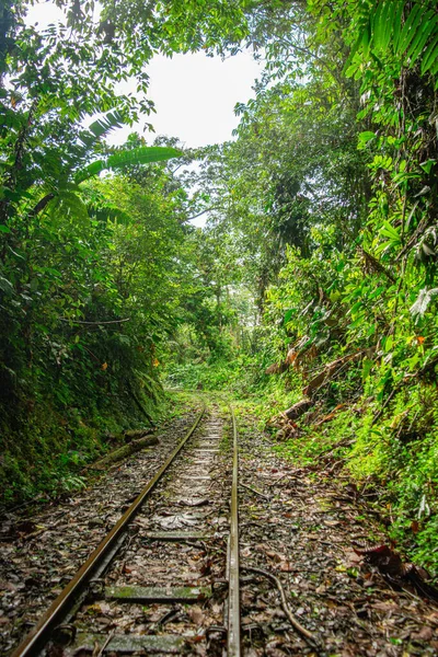 San Cipriano, Buenaventura, Valle del Cauca, Kolombiya 'da canlı yeşilliklerle çevrili bir orman rayının huzurlu manzarası..