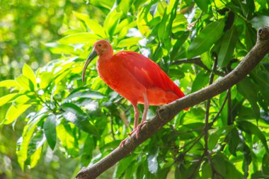 Kolombiya 'nın hayvanat bahçesi Cali' deki canlı yeşil yaprakların arasına tünemiş çarpıcı bir kızıl aynak vahşi yaşam güzelliğini gözler önüne seriyor..