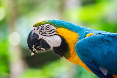 Renkli bir papağan parlak tüyler ve benzersiz yüz işaretleri sergiliyor. Cali, Kolombiya 'da bir hayvanat bahçesinin yemyeşil çevresinde yakalanmış..
