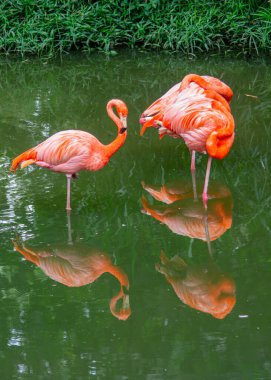 Sakin sularda yüzen üç canlı flamingo, güzel yansımalarını Cali Hayvanat Bahçesi, Kolombiya 'da yemyeşil ortamda sergiliyorlar..