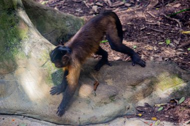 Neşeli bir kapuçin maymunu, Kolombiya, Cali Hayvanat Bahçesi 'ndeki bir kayaya tırmanıyor ve canlı bir vahşi yaşam ortamında merakını ve çevikliğini sergiliyor..