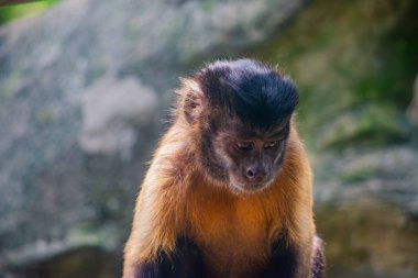 Kolombiya 'daki Cali Hayvanat Bahçesi' nde bir kapuçin maymunu, vahşi yaşam ortamında eşsiz kürkünü ve anlamlı özelliklerini sergiliyor..