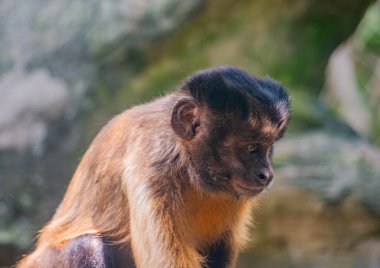 Kolombiya 'daki Cali Hayvanat Bahçesi' nde kendine has özelliklerini sergileyen bir kapuçin maymunu yakın çekim..