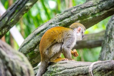 Kolombiya, Cali Hayvanat Bahçesi 'ndeki bir dala tünemiş şakacı bir sincap maymunu canlı kürkünü yemyeşil bir ortamda sergiliyor..