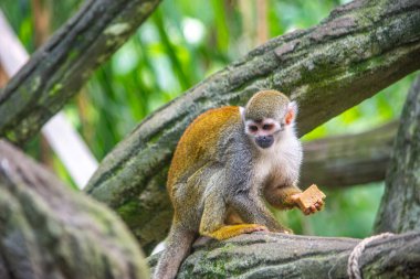 Kolombiya 'daki Cali Hayvanat Bahçesi' nin ağaç dalına tünemiş bir sincap maymunu, yemyeşil yemliklerle çevrili bir şekilde bir parça yiyecek tutuyor..