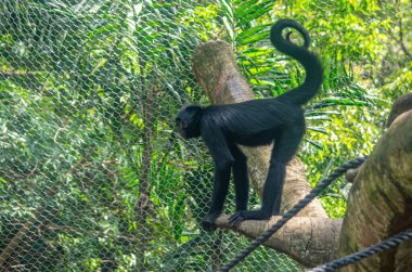 Cali Hayvanat Bahçesi 'ndeki bir dala tünemiş siyah bir maymun yemyeşil bir alanda Kolombiya vahşi hayatının güzelliğini gözler önüne seriyor..