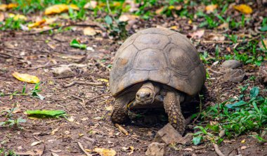 Kolombiya 'daki Cali Hayvanat Bahçesi' nde yemyeşil bir kaplumbağa yürüyor, vahşi yaşamı ve egzotik hayvanları sergiliyor..
