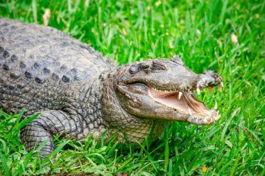 Kolombiya 'daki Cali Hayvanat Bahçesi' nde yemyeşil çimlerin üzerinde dinlenen gülümseyen bir kaymanın yakın çekimi benzersiz özelliklerini ve vahşi yaşamını gözler önüne seriyor..