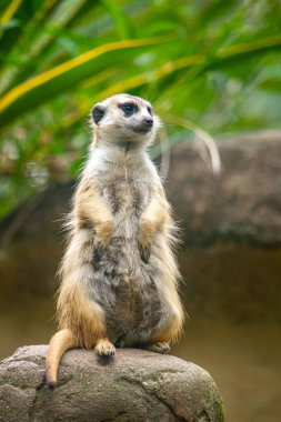 Bir mirket, Cali, Kolombiya 'daki bir hayvanat bahçesinde yemyeşil bir kayanın üzerinde dikiliyor ve eşsiz vahşi yaşam davranışlarını sergiliyor..