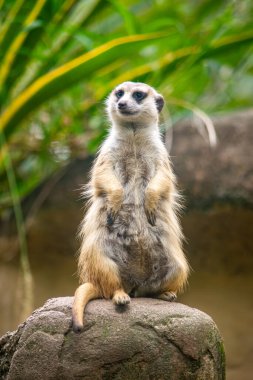 Bir mirket, Cali, Kolombiya 'daki bir hayvanat bahçesinin yemyeşil ortamında yer alan bir kayanın üzerinde dikiliyor..