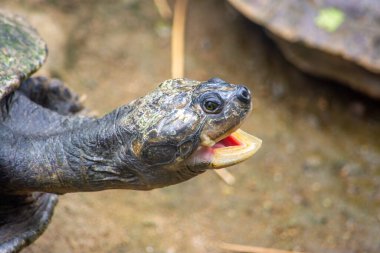 Kolombiya 'daki Cali Hayvanat Bahçesi' nde benzersiz özelliklerini sergileyen bir kaplumbağanın yakın çekim görüntüsü. Doğal ortamda vahşi yaşamı yakalamak..