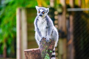 Çarpıcı bir lemur, parlak gözlerini ve eşsiz kürkünü gösteren bir kütüğe tünemiş. Kolombiya, Cali Hayvanat Bahçesi 'nde yakalanmış..