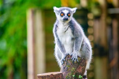 Kolombiya Valle del Cauca 'daki Cali Hayvanat Bahçesi' nde yakalanmış büyüleyici bir lemur vahşi yaşam güzelliğini gözler önüne seriyor..