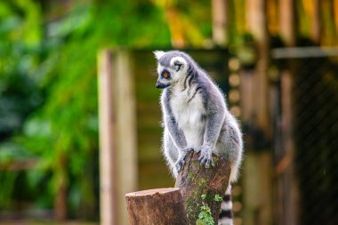 Cali Hayvanat Bahçesi 'ndeki ahşap bir kütüğe tünemiş meraklı bir lemur, canlı bir vahşi yaşam ortamında eşsiz özelliklerini sergiliyor..