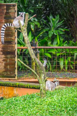 Cali Hayvanat Bahçesi 'ndeki bir ağaca tünemiş iki lemurun çevresi yemyeşil, Kolombiya' nın Valle del Cauca bölgesindeki vahşi yaşamı gözler önüne seriyor..