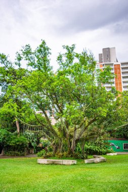Zoolgico de Cali, Cali, Valle del Cauca, Kolombiya - 23 Kasım 2026 - Hayvanat bahçesi çevresinde canlı bitki örtüsüyle çevrili görkemli, yeşil bir ağaç.