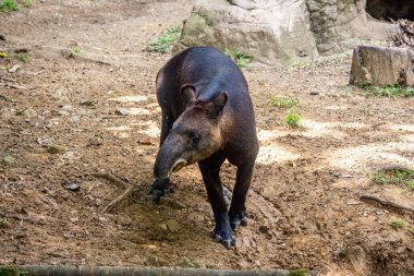 Cali Hayvanat Bahçesi 'nde yürüyen bir tapir Valle del Cauca, Kolombiya' daki eşsiz özelliklerini ve yaşam alanını sergiliyor..
