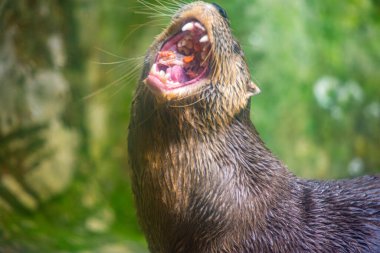 Ağzı açık, Kolombiya 'daki Cali Hayvanat Bahçesi' nin yemyeşil ortamında dişlerini gösteren oyuncu bir su samuru..