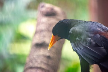 Parlak turuncu gagalı egzotik bir kuşun ayrıntılı görüntüsü, zoolojik bir çevrede bulanık yeşil bir arka planda geçiyor..