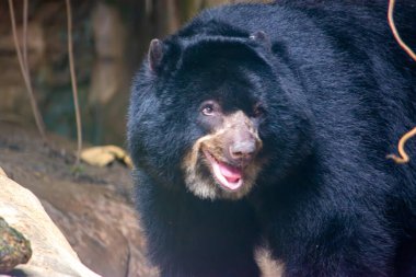 Cali Hayvanat Bahçesi, Valle del Cauca, Kolombiya 'da eşsiz özelliklerini sergileyen gözlüklü bir ayının yakın çekimi..