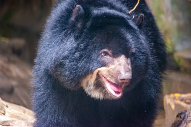 Cali Hayvanat Bahçesi, Kolombiya 'daki kameraya gülümseyen büyüleyici gözlüklü bir ayı eşsiz kürkünü ve özelliklerini sergiliyor..