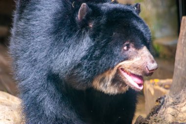 Kolombiya 'daki Cali Hayvanat Bahçesi' nde benzersiz özelliklerini ve ifadesini sergileyen gözlüklü bir ayının yakın çekimi..