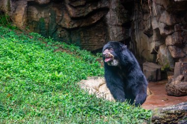 Gözlüklü bir ayı, Kolombiya 'nın Valle del Cauca bölgesindeki vahşi yaşamı ön plana çıkaran Cali Hayvanat Bahçesi' nde yemyeşil bir arazide duruyor..