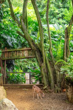 Cali Hayvanat Bahçesi 'nde canlı yeşillik ve doğal yaşam alanlarıyla çevrili yemyeşil bir yerde bir geyik otlar..