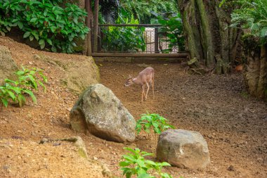Küçük bir geyik, Kolombiya 'daki vahşi hayatın güzelliğini gözler önüne seren Cali Hayvanat Bahçesi' ndeki yemyeşil bir çevrede doğal ortamını keşfeder..