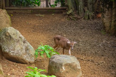 Kolombiya, Valle del Cauca 'daki Cali Hayvanat Bahçesi' nde kayalar ve yeşillikler arasında otlayan bir geyik doğal yaşam ortamında egzotik yaşam sergiliyor..