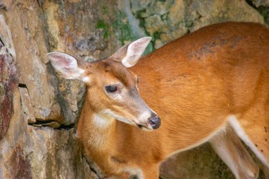 Cali Hayvanat Bahçesi 'ndeki bir geyiğin yakın çekimi hassas özelliklerini ve doğal ortamını gözler önüne seriyor. Vahşi yaşam ve hayvan meraklıları için ideal..