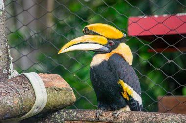 Cali Hayvanat Bahçesi 'ndeki bir kütüğe tünemiş canlı bir boynuz gagası çarpıcı sarı ve siyah tüylerini tropikal bir ortamda sergiliyor..