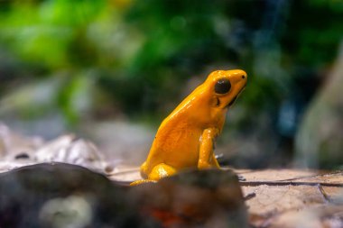 Canlı bir altın zehirli ok kurbağası doğal yeşilliklerin arasında dinleniyor ve Cali Hayvanat Bahçesi, Kolombiya 'da eşsiz rengini ve yaşam alanını sergiliyor..