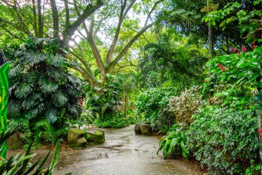 Cali Hayvanat Bahçesi, Valle del Cauca, Kolombiya 'da tropikal bitkilerle çevrili bir yol. Doğa ve vahşi yaşam aşıkları için mükemmel..