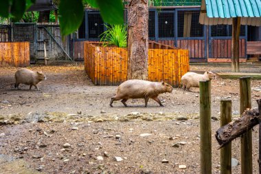 Capybaras Cali Hayvanat Bahçesi 'nde özgürce dolaşır. Kolombiya' nın vahşi yaşamını canlı bir ortamda sergiler..