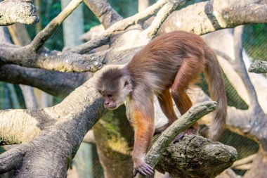Pereira, Risaralda, Kolombiya 'daki bir koruma parkı olan Ukumar' daki dallara oyuncu bir maymun tırmanıyor..