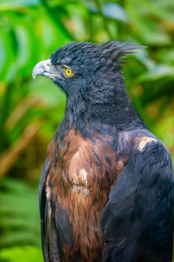Ukumar, Pereira, Risaralda, Kolombiya 'da keskin özelliklerini ve canlı tüylerini sergileyen görkemli bir kartal..