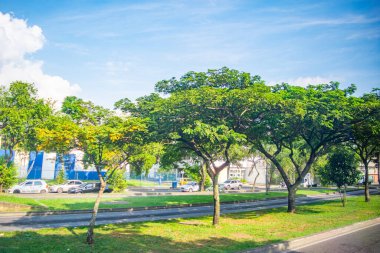 Kolombiya Valle del Cauca 'da parlak mavi gökyüzünün altında uzanan yapraklı ağaçların huzurlu manzarası..
