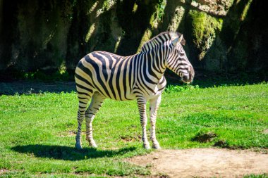 Güzel bir zebra, Ukumar Park, Pereira, Risaralda, Kolombiya 'da yemyeşil çimlerin üzerinde duruyor..